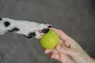 Close-up of Dalmatian paw on a green toy ball held by a human hand.
